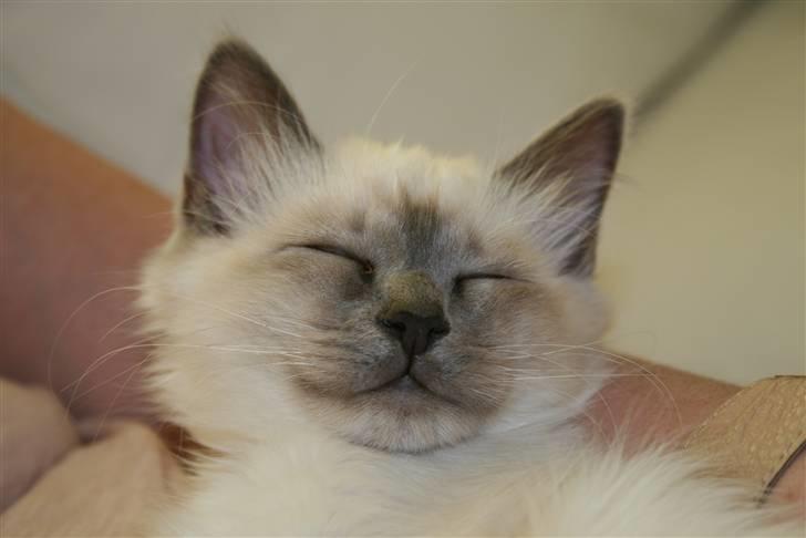 Hellig Birma Camaro billede 1