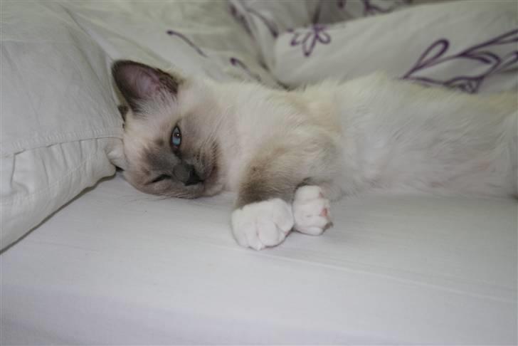 Hellig Birma Camaro billede 2