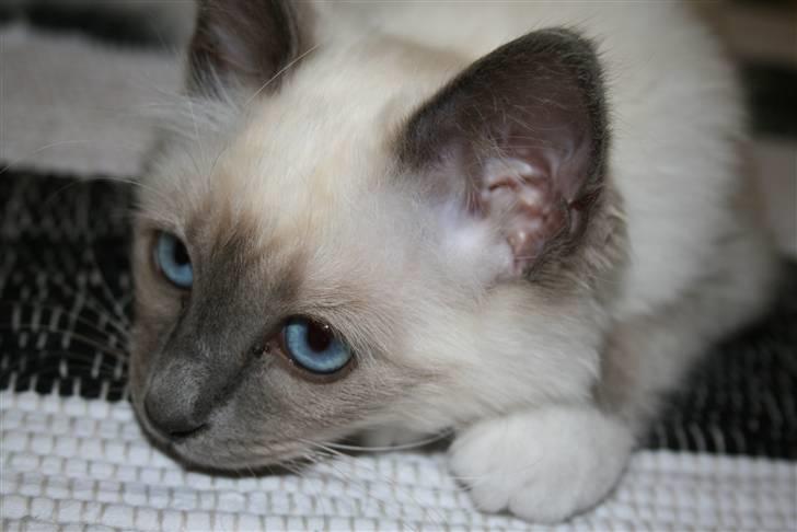 Hellig Birma Camaro billede 3