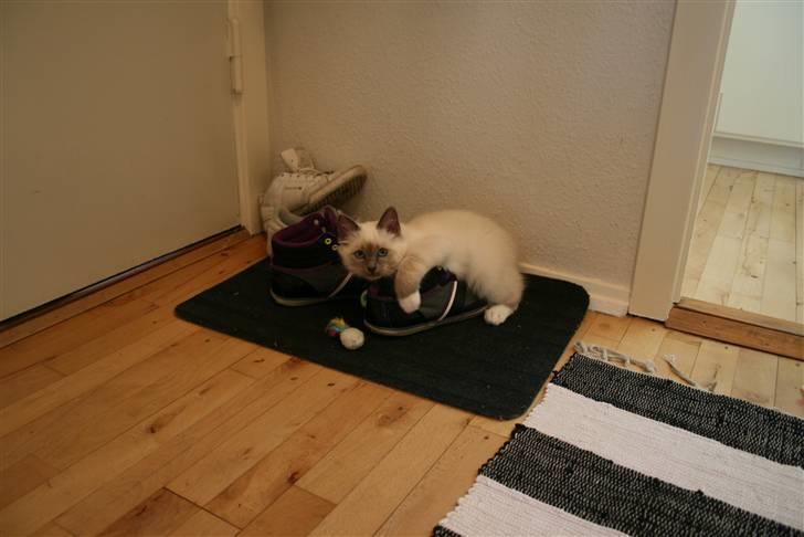 Hellig Birma Camaro billede 4