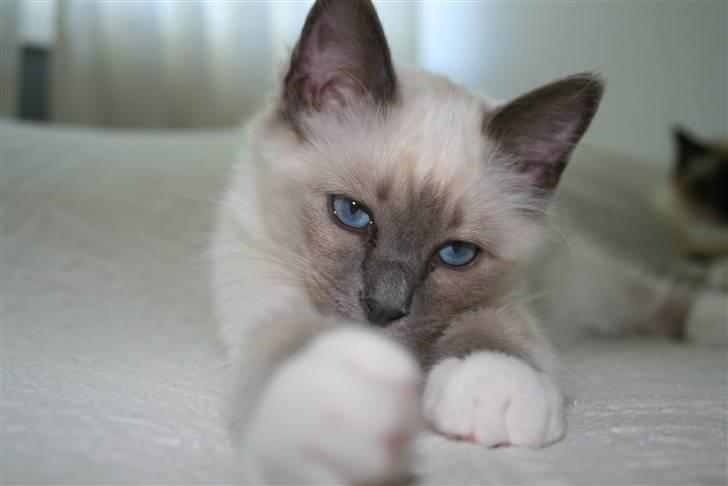 Hellig Birma Camaro billede 5