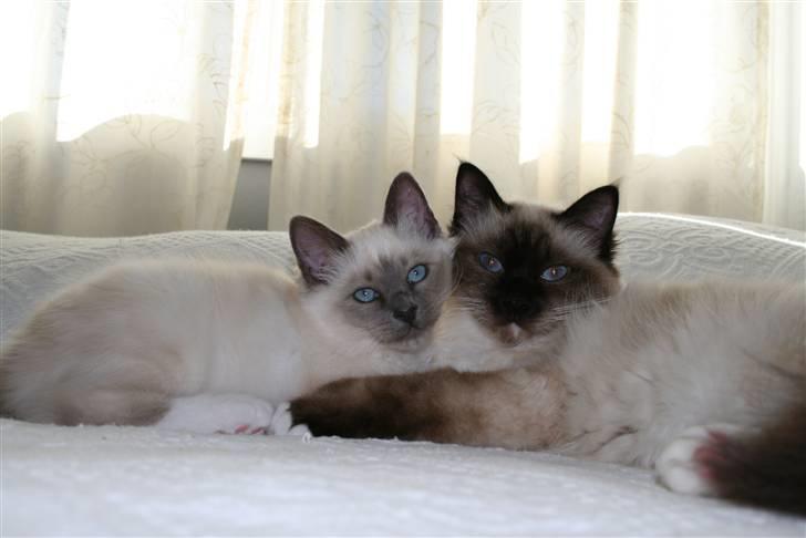 Hellig Birma Camaro billede 6