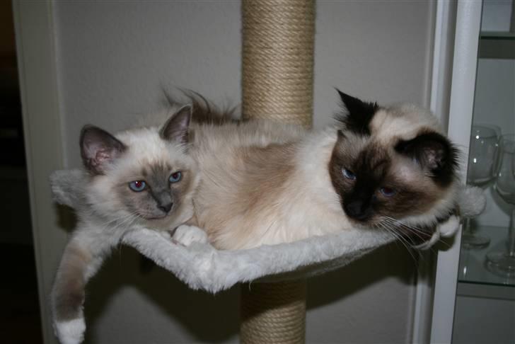 Hellig Birma Camaro billede 7