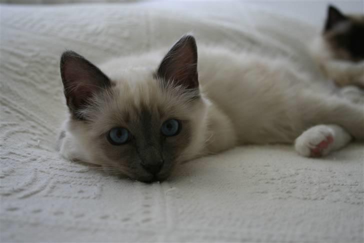 Hellig Birma Camaro billede 8