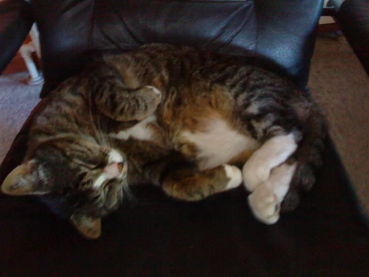 Huskat Larsmikkel - jeg kan være der billede 2