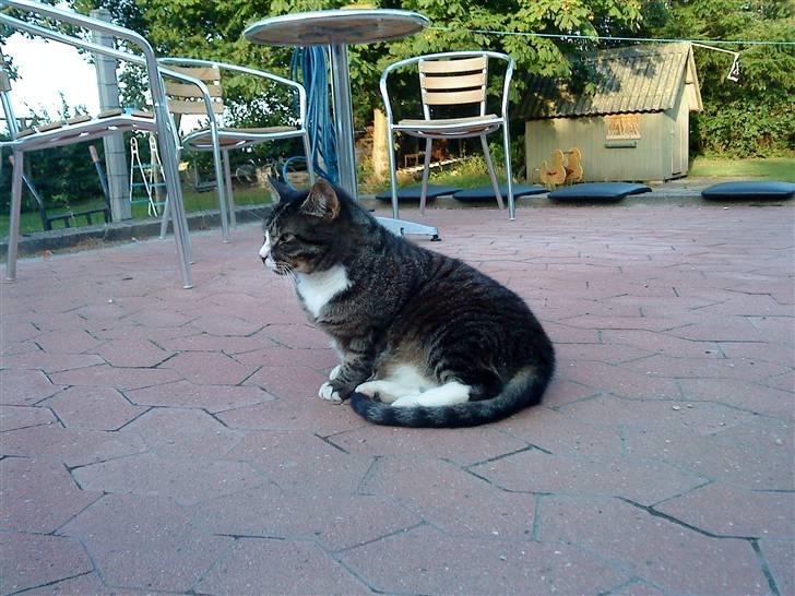 Huskat Larsmikkel billede 3