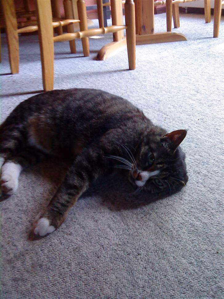 Huskat Larsmikkel billede 4