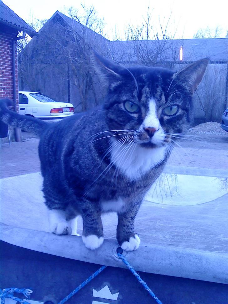 Huskat Larsmikkel billede 5