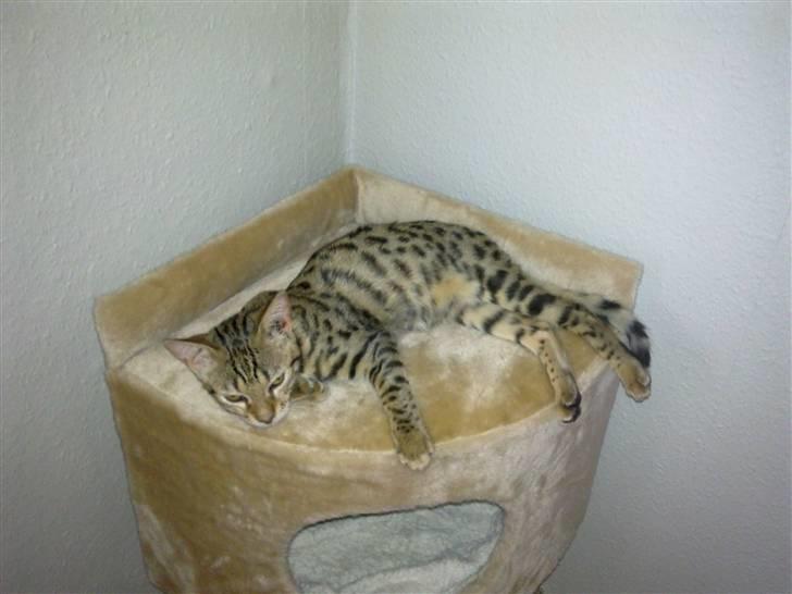 Bengal Speedy billede 8