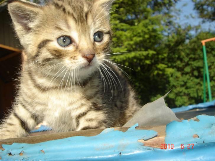 Huskat Hugo-Bugo<3 SOLGT - (1) velkommen til Hugo´s profil  billede 1