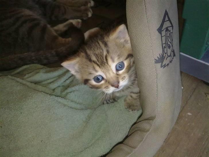 Huskat Hugo-Bugo<3 SOLGT - (2) billede 2