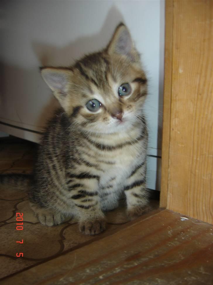 Huskat Hugo-Bugo<3 SOLGT - (3) billede 3