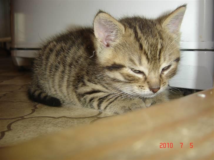 Huskat Hugo-Bugo<3 SOLGT - (4) billede 4