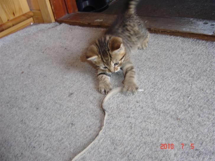 Huskat Hugo-Bugo<3 SOLGT - (5) Hugo leger billede 5