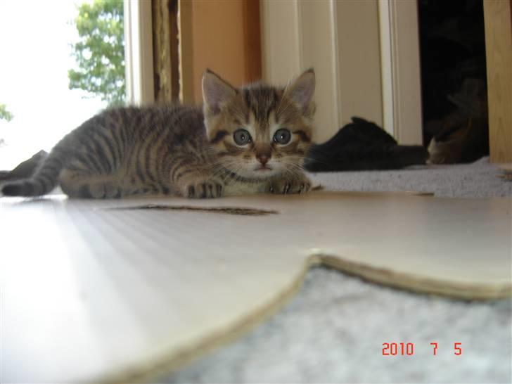 Huskat Hugo-Bugo<3 SOLGT - (6) billede 6