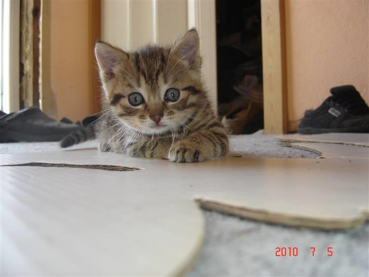 Huskat Hugo-Bugo<3 SOLGT - (7) billede 7