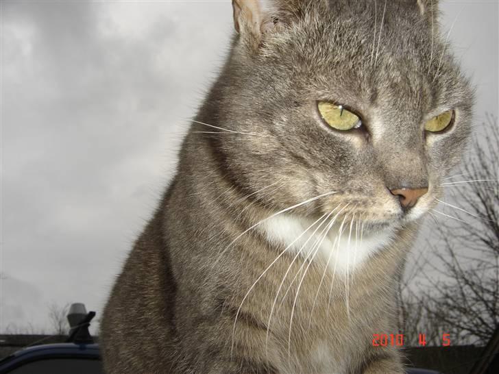 Huskat Lizzi billede 1