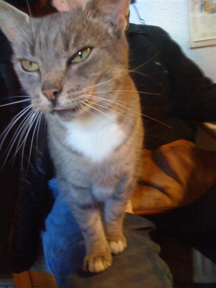 Huskat Lizzi billede 2