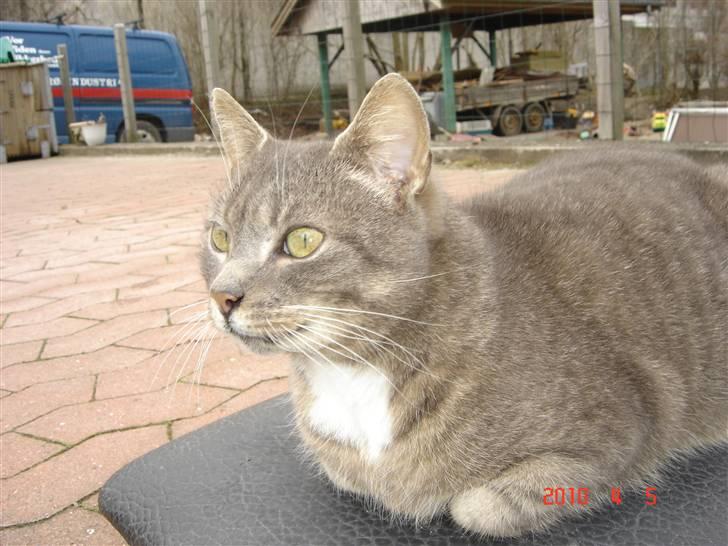 Huskat Lizzi billede 3