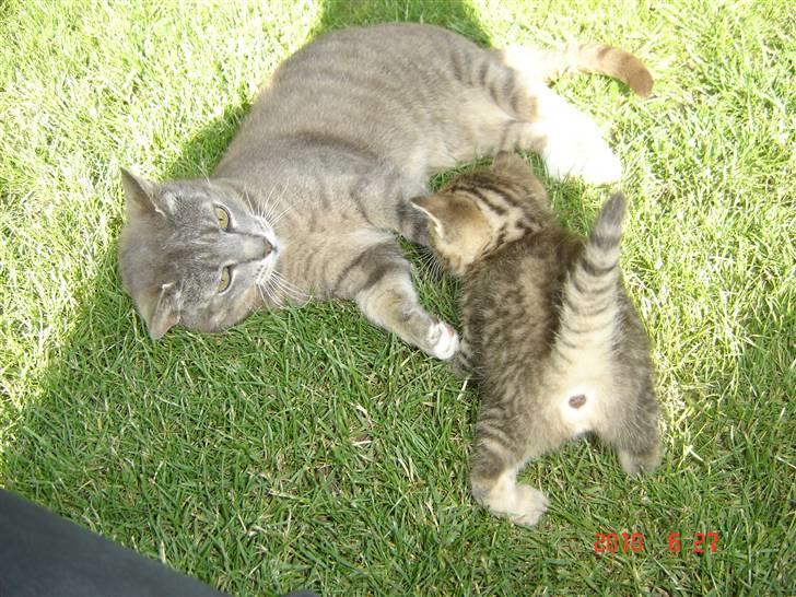 Huskat Lizzi billede 4