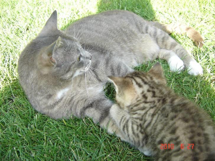 Huskat Lizzi billede 5