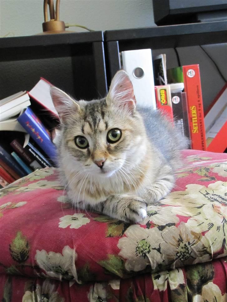 Blanding af racer Frigg - "Flue på kamera! Flue på kamera! FLUE PÅ KAMERA! ...Aaattack!" billede 1