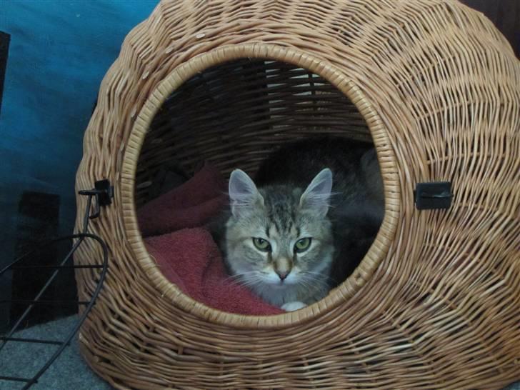 Blanding af racer Frigg - "Det her - det er hygge.." billede 2