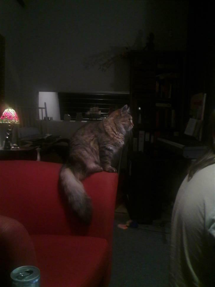 Blanding af racer Frigg - "Så er det "tosse-kasse-tid"!" billede 3