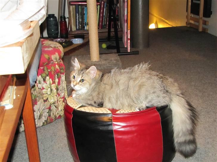 Blanding af racer Frigg - "Morgenhår? Hmfp! Som om dit altid er perfekt.." billede 4