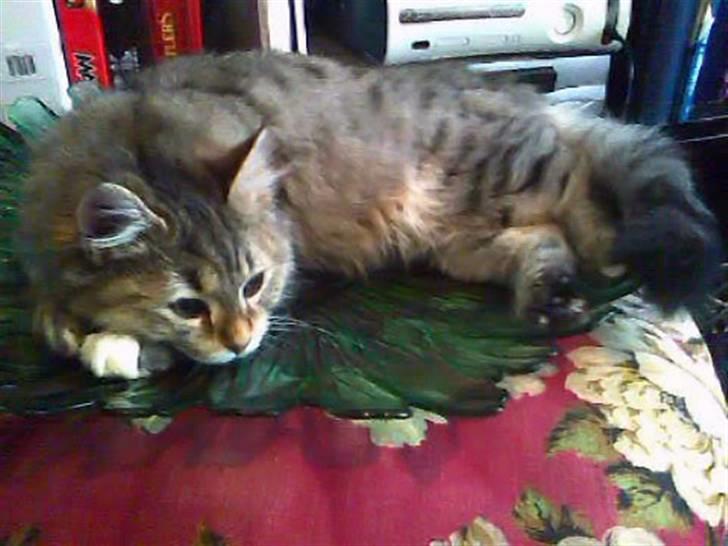 Blanding af racer Frigg - "Mmmhh... Den bedste katteseng ever! ..Glasfad?! ..Vås!" billede 5