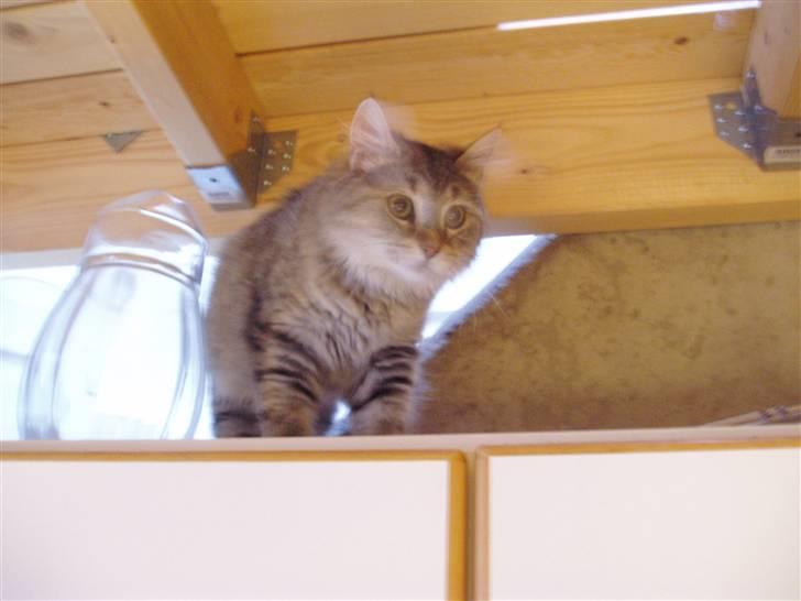 Blanding af racer Frigg - "Øj, mon de også gemmer mad oven på køkkenskabene?" billede 6