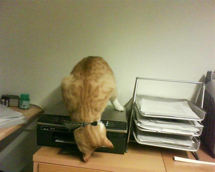 Huskat Garfild †R.I.P† sov sødt - Garfild har den vane at han skal fange papiret inde i printern så det sætter sig fast:) xD billede 15