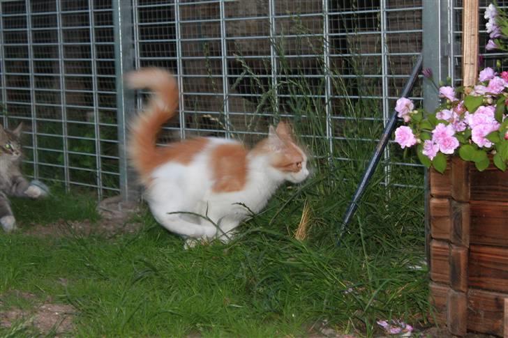 Maine Coon Oliver billede 6