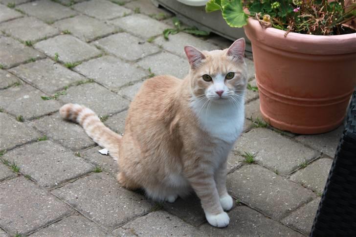 Blanding af racer Whisky billede 8