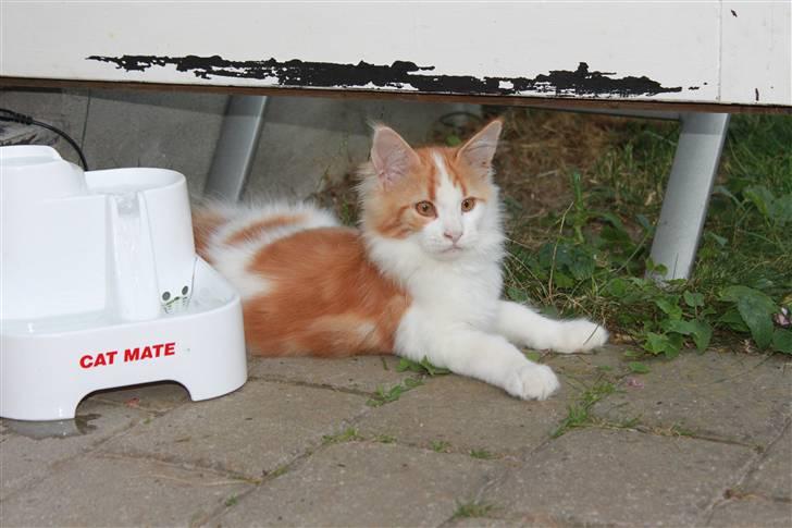 Maine Coon Oliver billede 7