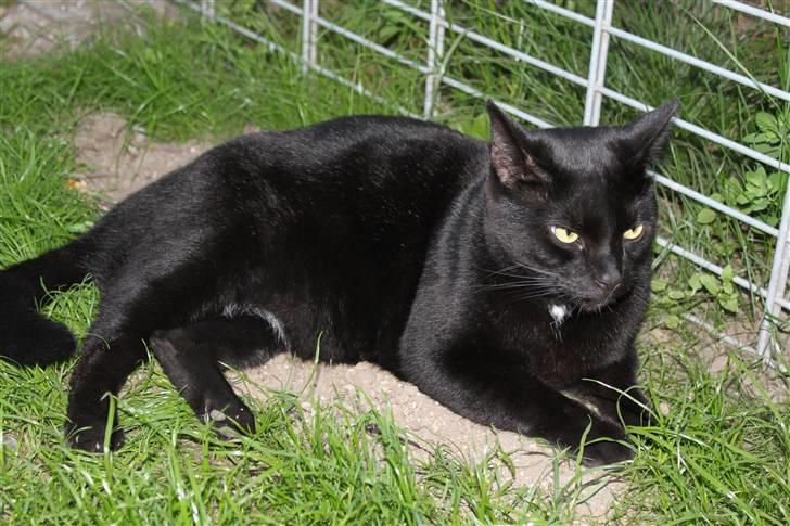 Huskat Lucky billede 7