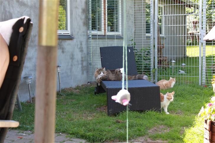 Norsk Skovkat Hr. Nilson - Mindre end en solvogn kan vel næppe gøre det :-) billede 9