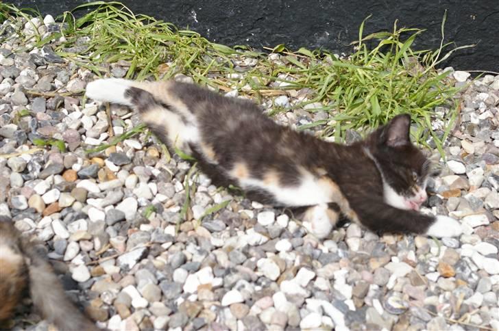 Huskat Amanda (solgt) billede 1