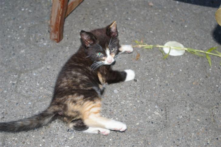 Huskat Amanda (solgt) billede 2