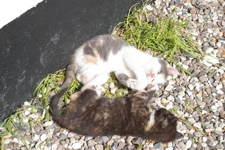 Huskat Amanda (solgt) billede 3