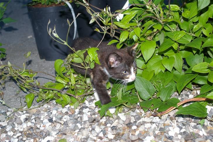 Huskat Amanda (solgt) billede 4