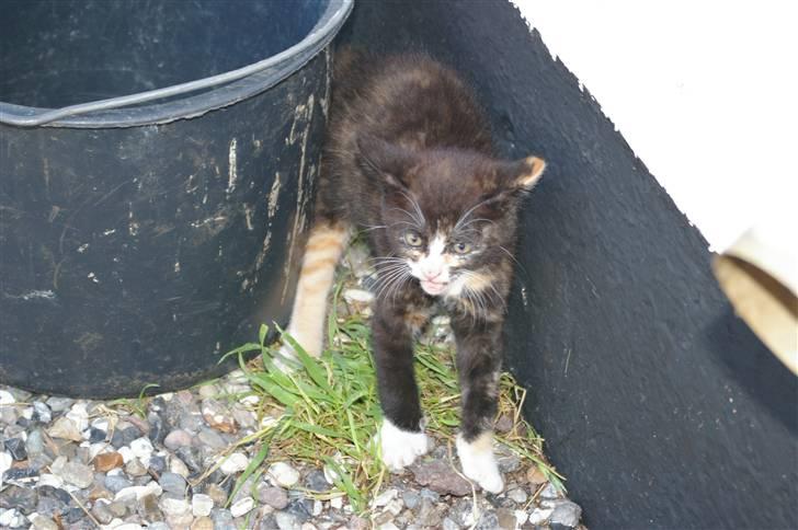 Huskat Amanda (solgt) billede 5