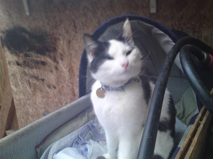 Huskat basse R.I.P oktober 2014 billede 19