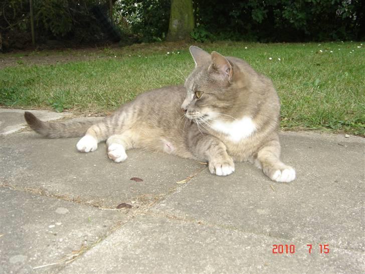 Huskat Lizzi billede 6