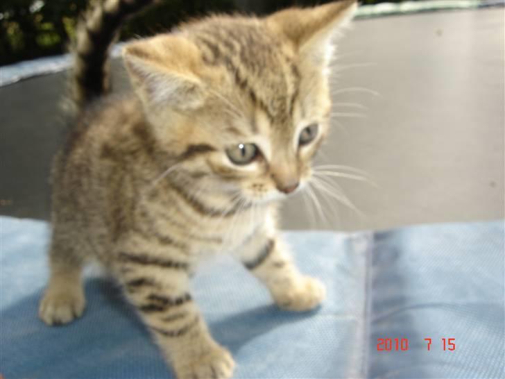 Huskat Hugo-Bugo<3 SOLGT - (8) billede 8