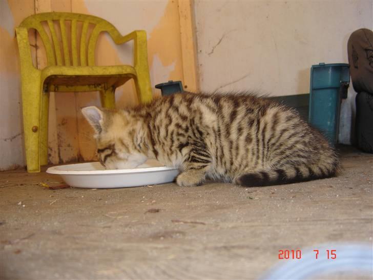 Huskat Hugo-Bugo<3 SOLGT - (9) billede 9