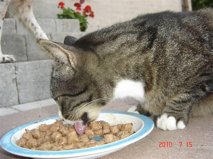 Huskat Larsmikkel billede 6