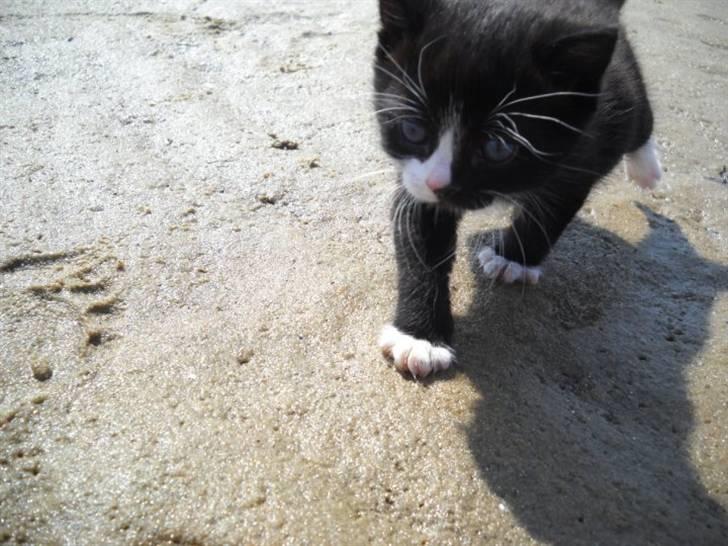 Blanding af racer Blobber  billede 7