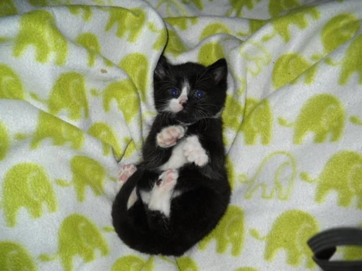 Blanding af racer Blobber  billede 1