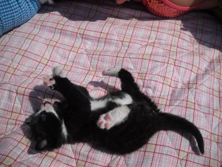 Blanding af racer Blobber  billede 5